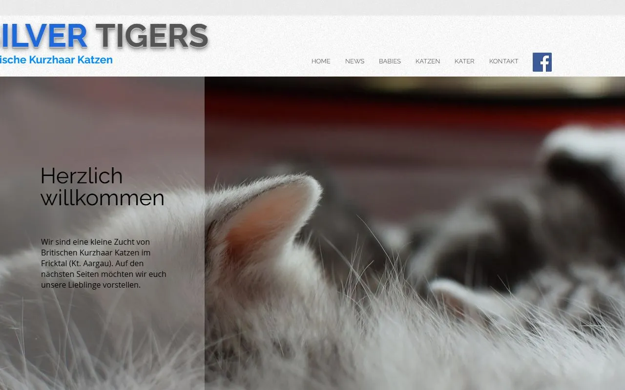 Silver Tigers - cattery british kitten — Katzenpension in Rheinfelden, Aargau. 